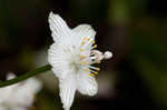 Kidneyleaf grass of Parnassus